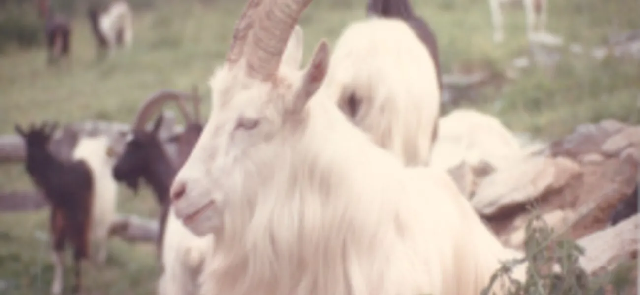 Esposizione Caprina <br/> 